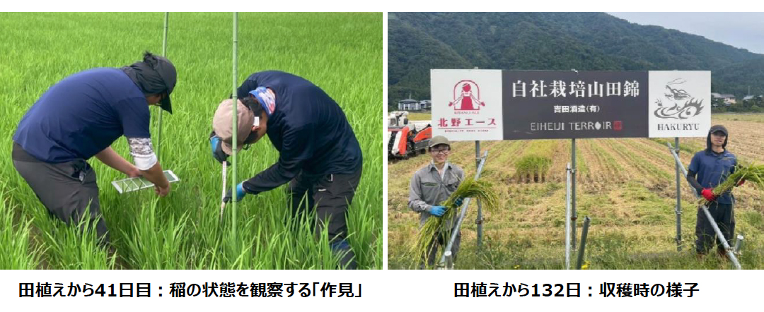 5月下旬酒米の苗を手植え